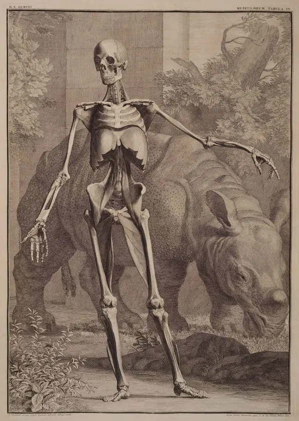 Albinus with the Rhinoceros Clara print