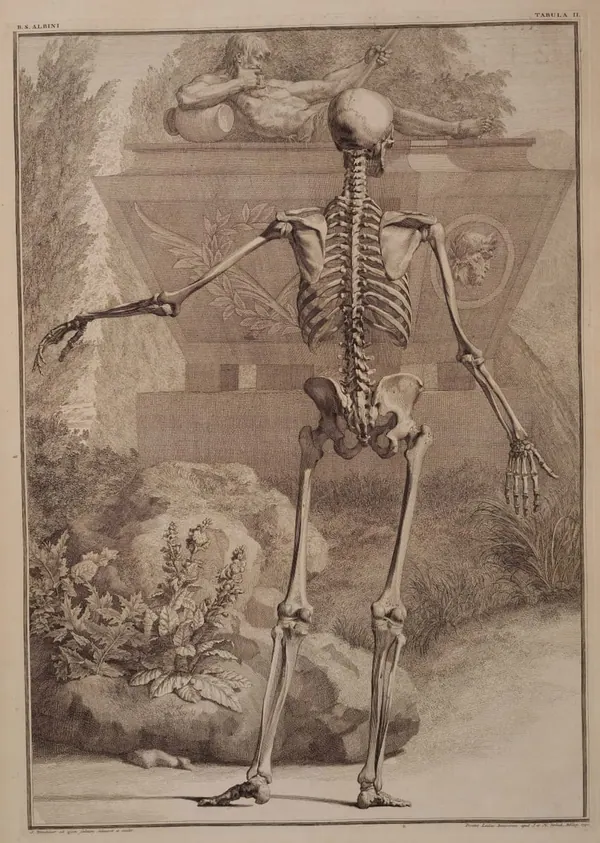 Albinus Skeleton, Back View print