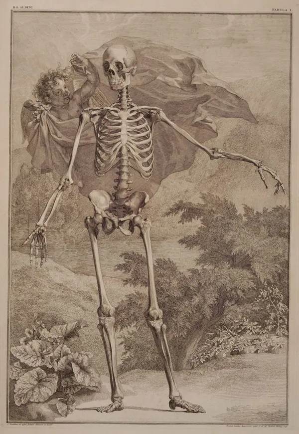 Albinus Skeleton, Front View print