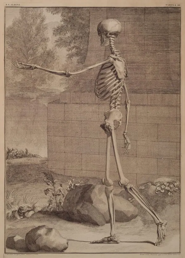Albinus Skeleton, Side View print
