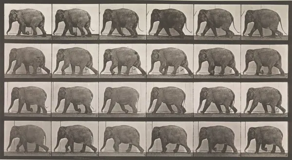 Elephant Walking print