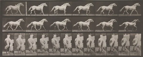 White Horse Trotting print