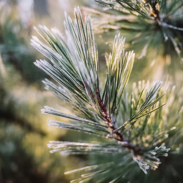 Frosted Pine Light print