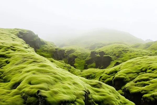 Moss Hills print