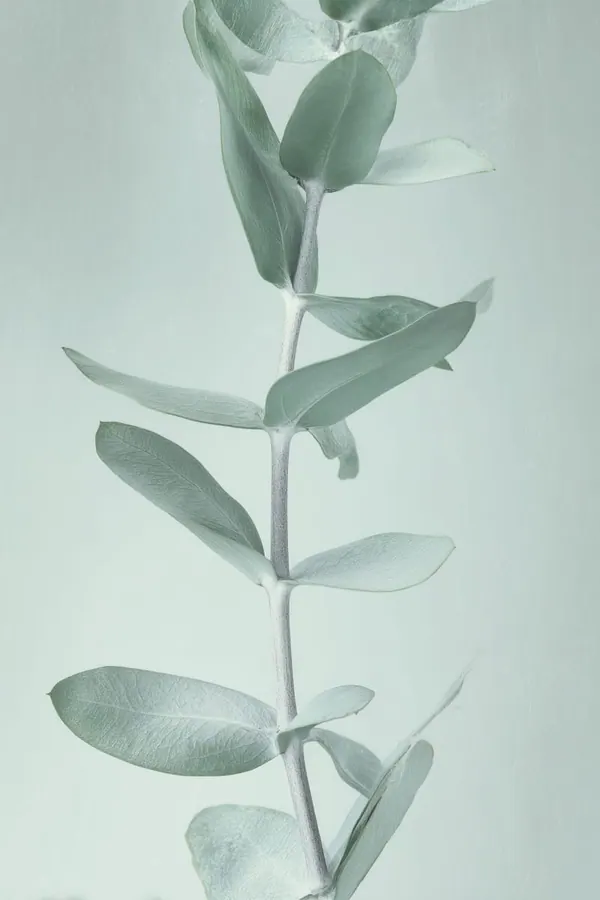 Eucalyptus in Sage print