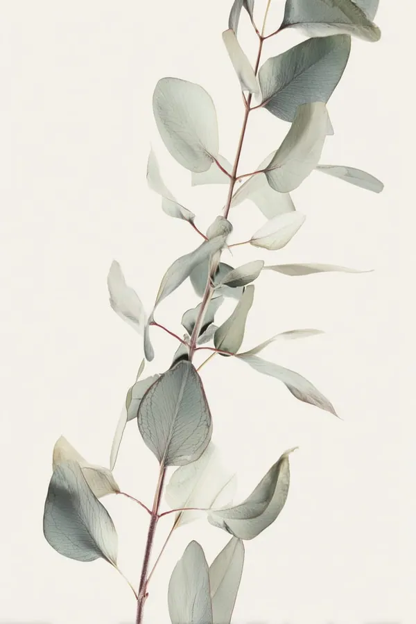 Eucalyptus on Cream print