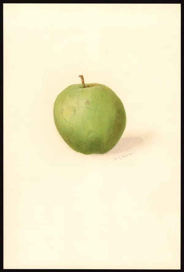 Belleflower Apple print