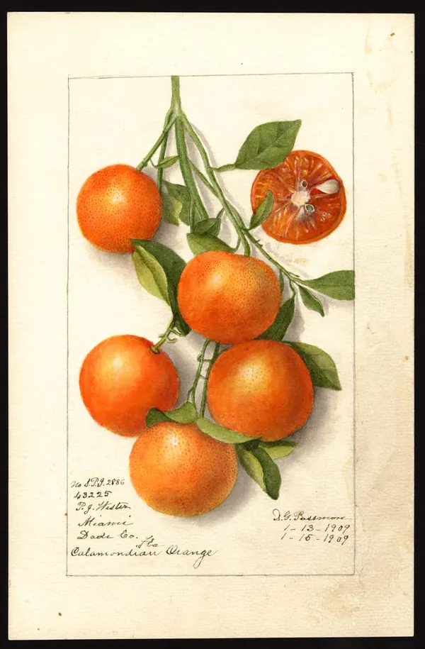 Calamondin Branch print