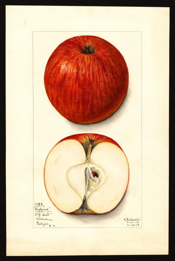 The Nickajack Apple print