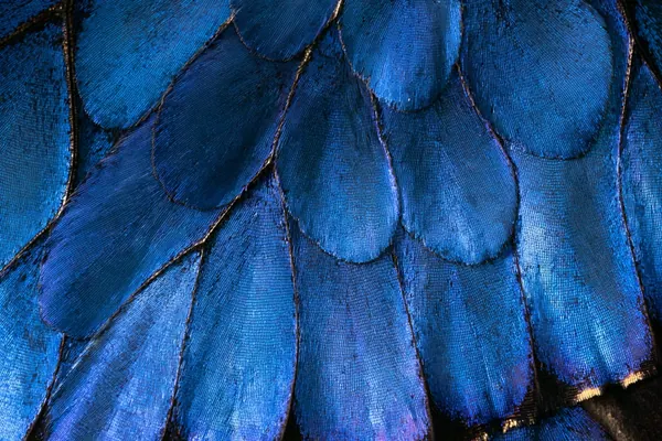 Morpho Wing print