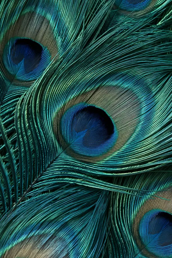 Peacock Eye print