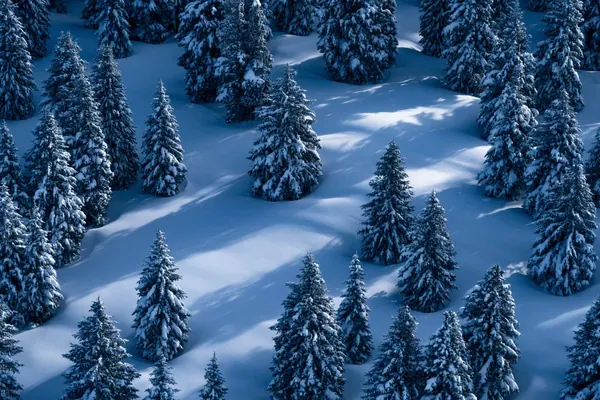 Snow on Firs print