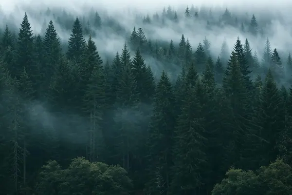 Spruce in Fog print