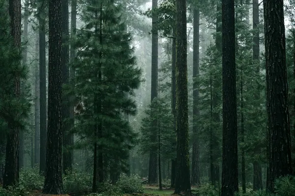 Pine Interior print