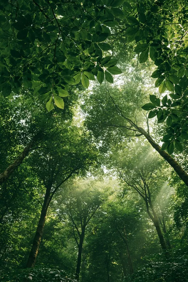 Canopy From Below print