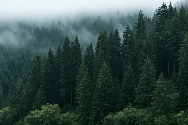 Spruce Hillside print