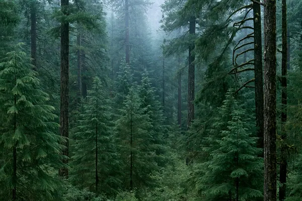 Fir and Fog print