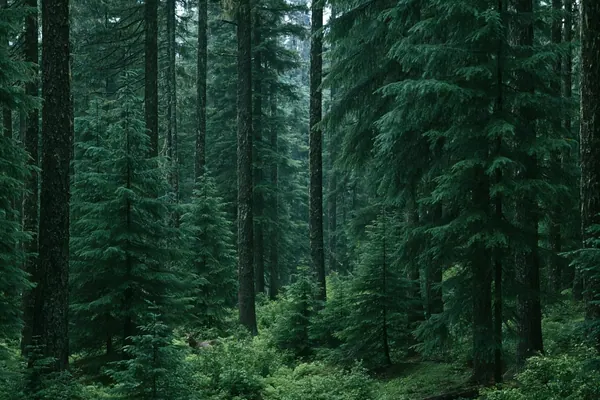 Wet Fir Wood print