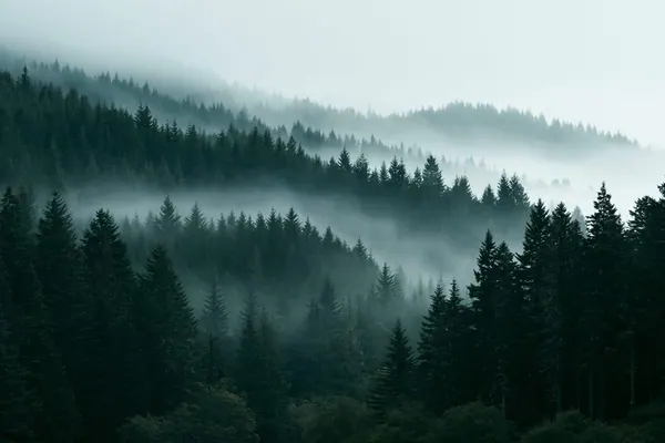 Into the Fog print