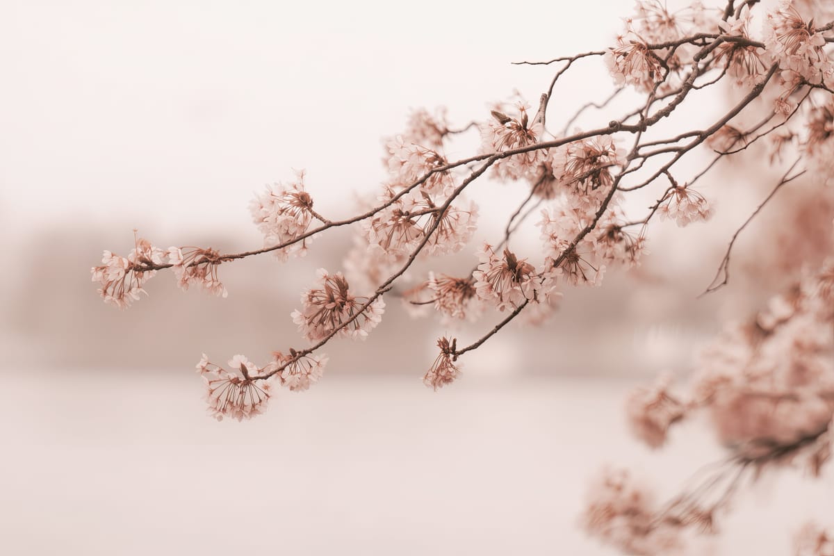 Blossom Haze print