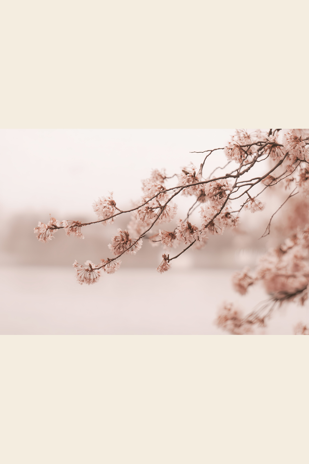 Blossom Haze print