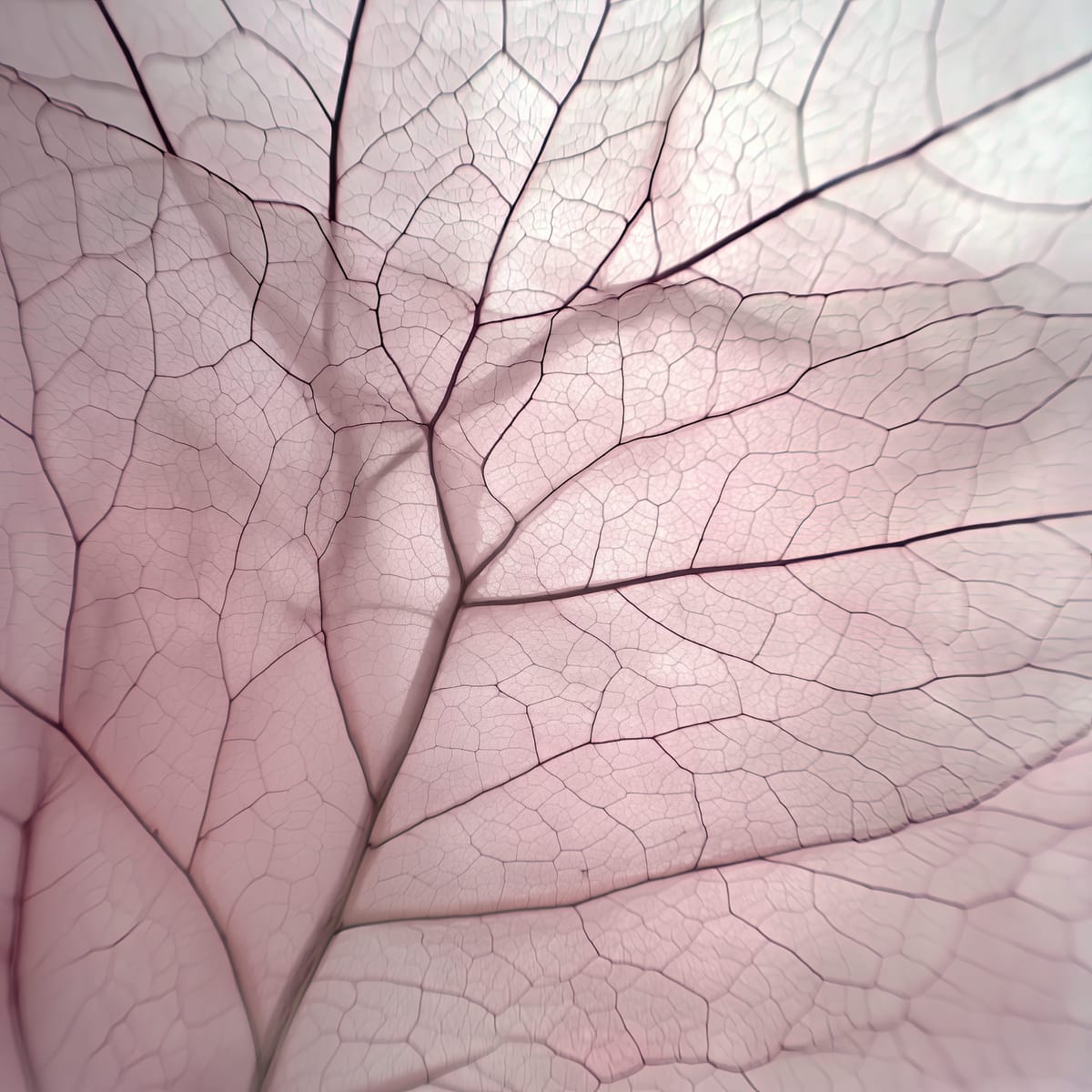 Petal Veins print