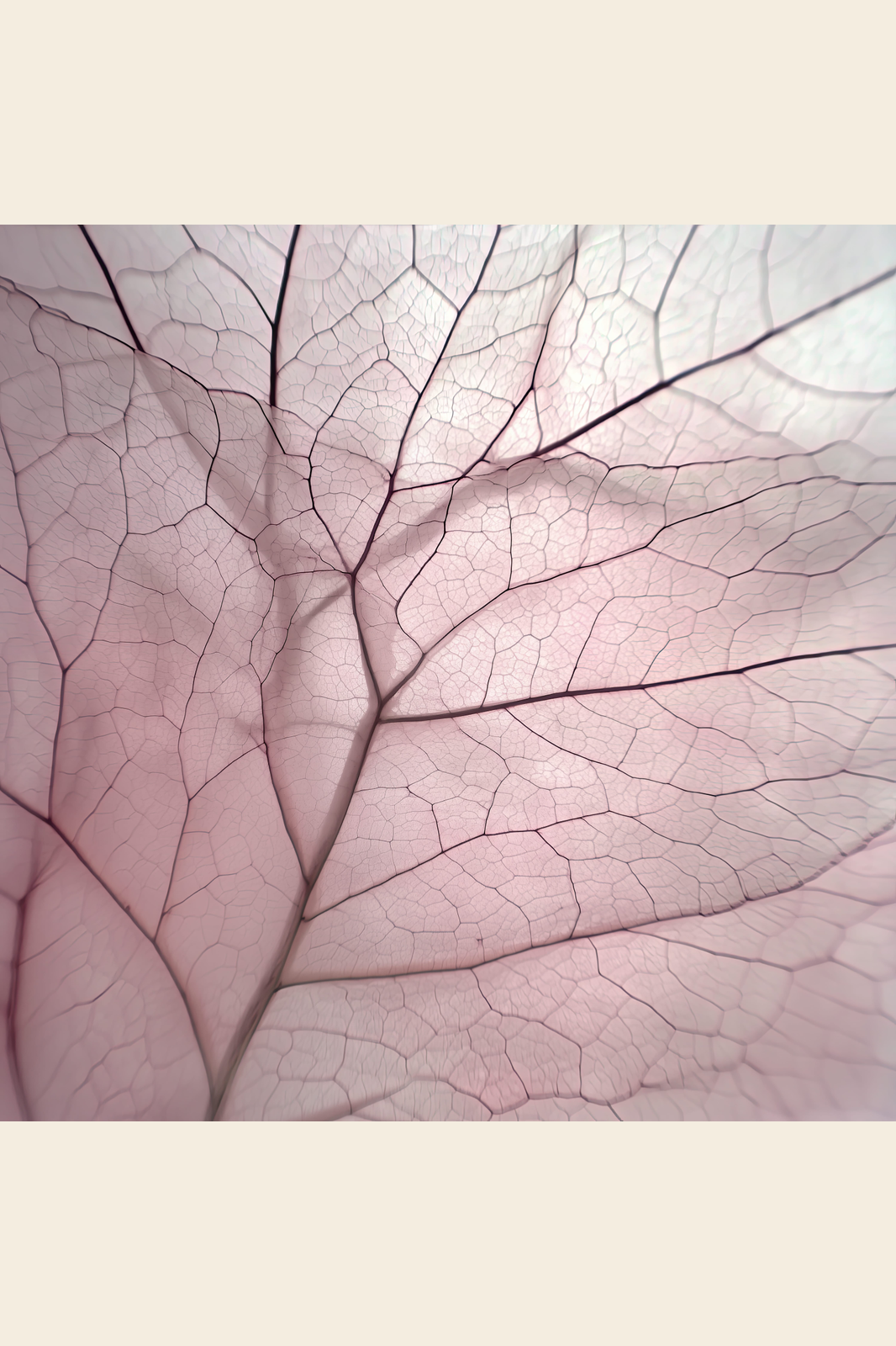 Petal Veins print