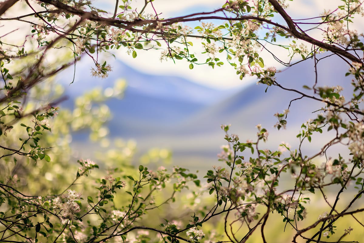 Mountain Through Blossom print
