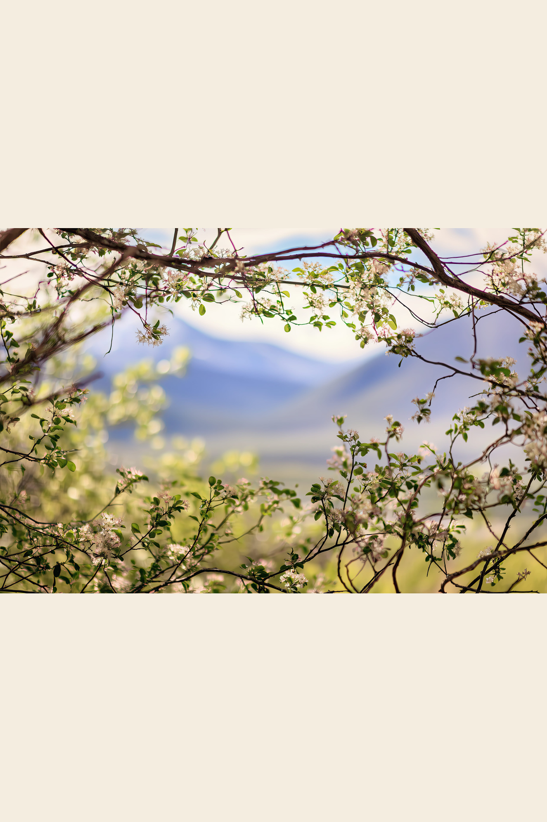 Mountain Through Blossom print