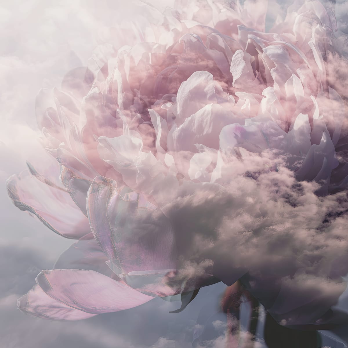 Peony Cloud II print