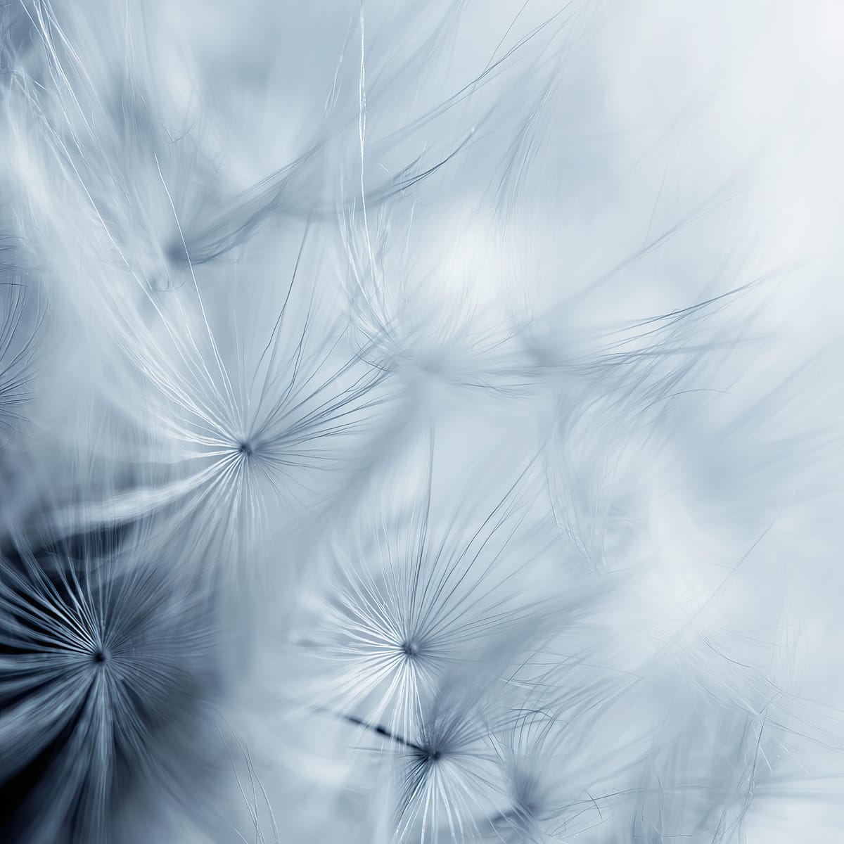 Dandelion Drift II print