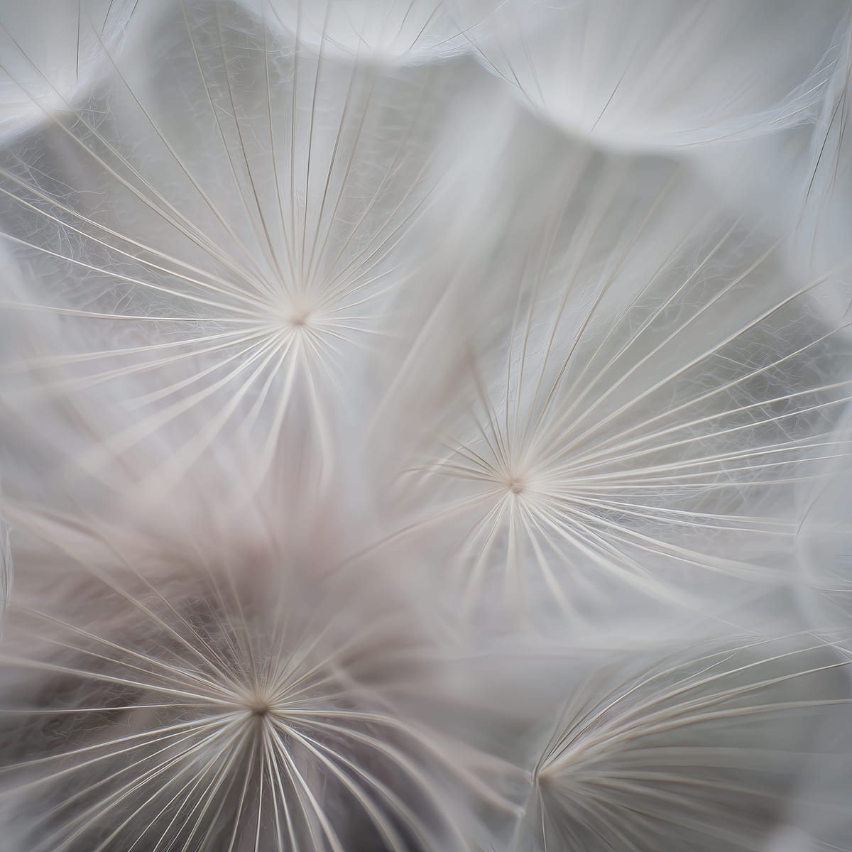 Dandelion Drift I print