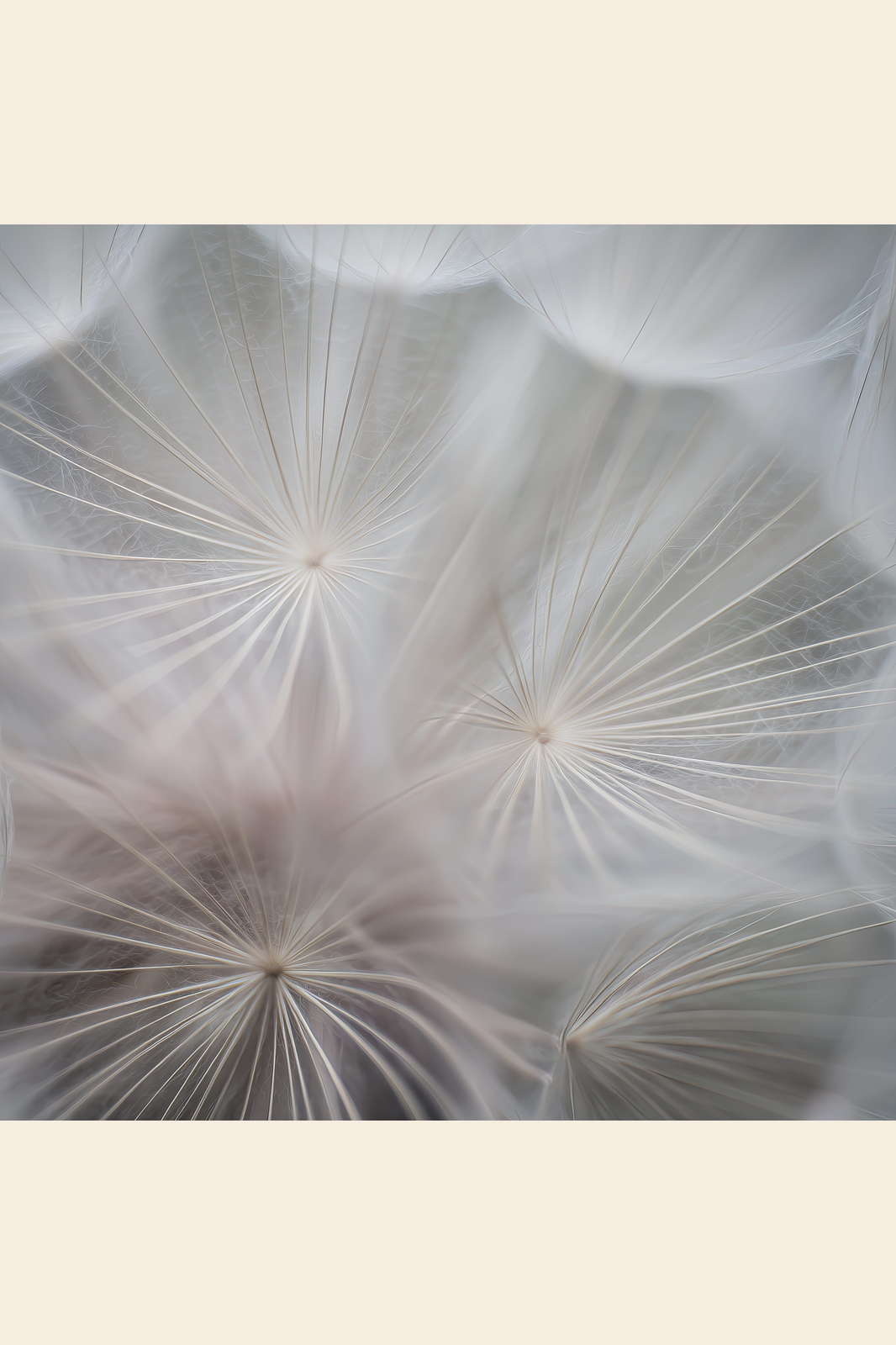 Dandelion Drift I print