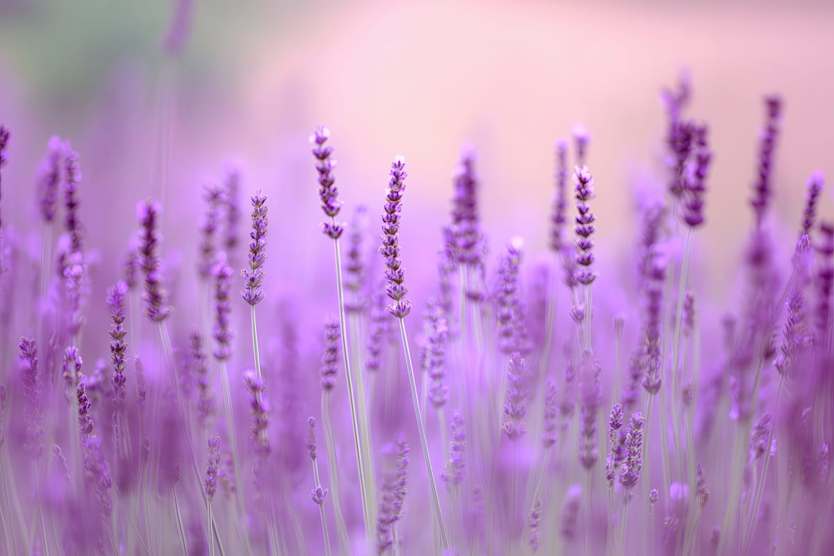 Lavender at Dawn print