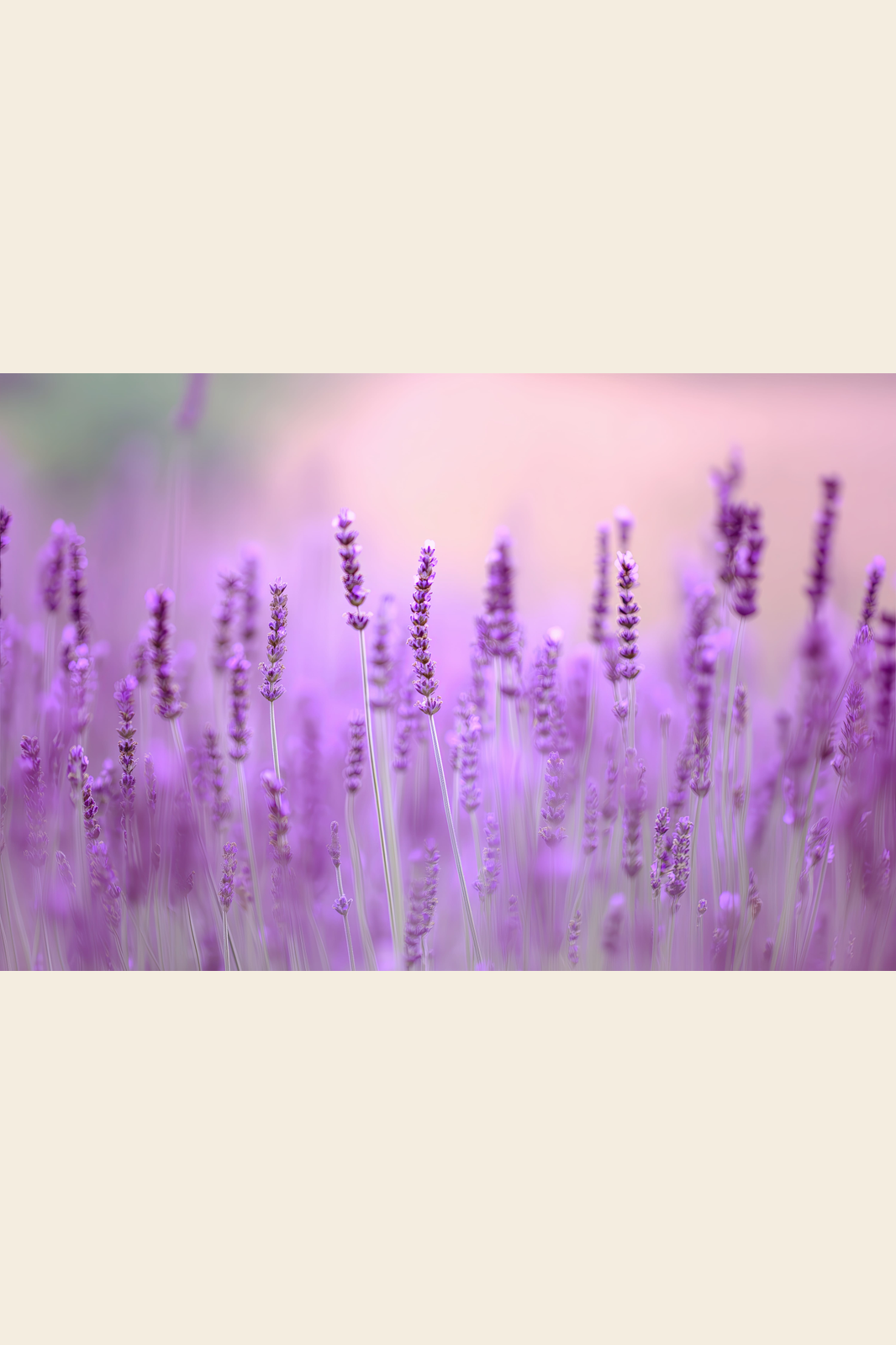 Lavender at Dawn print