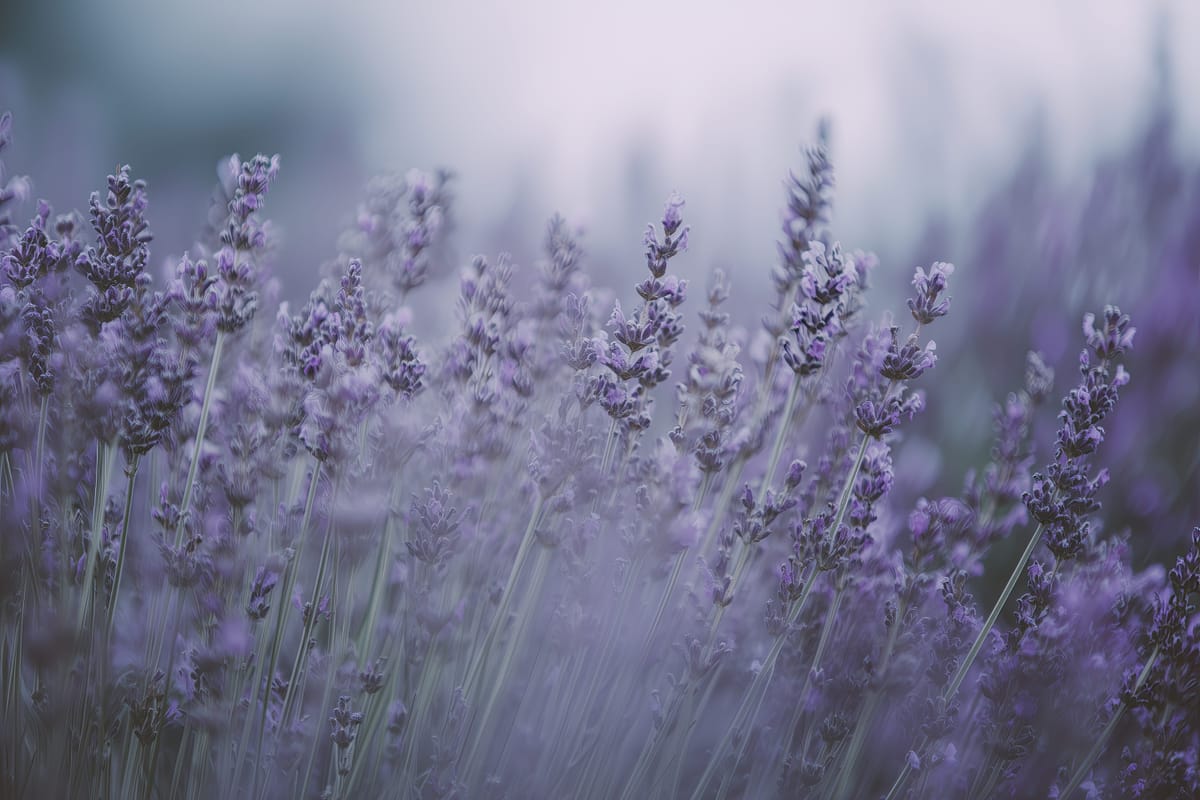 Lavender at Dusk print