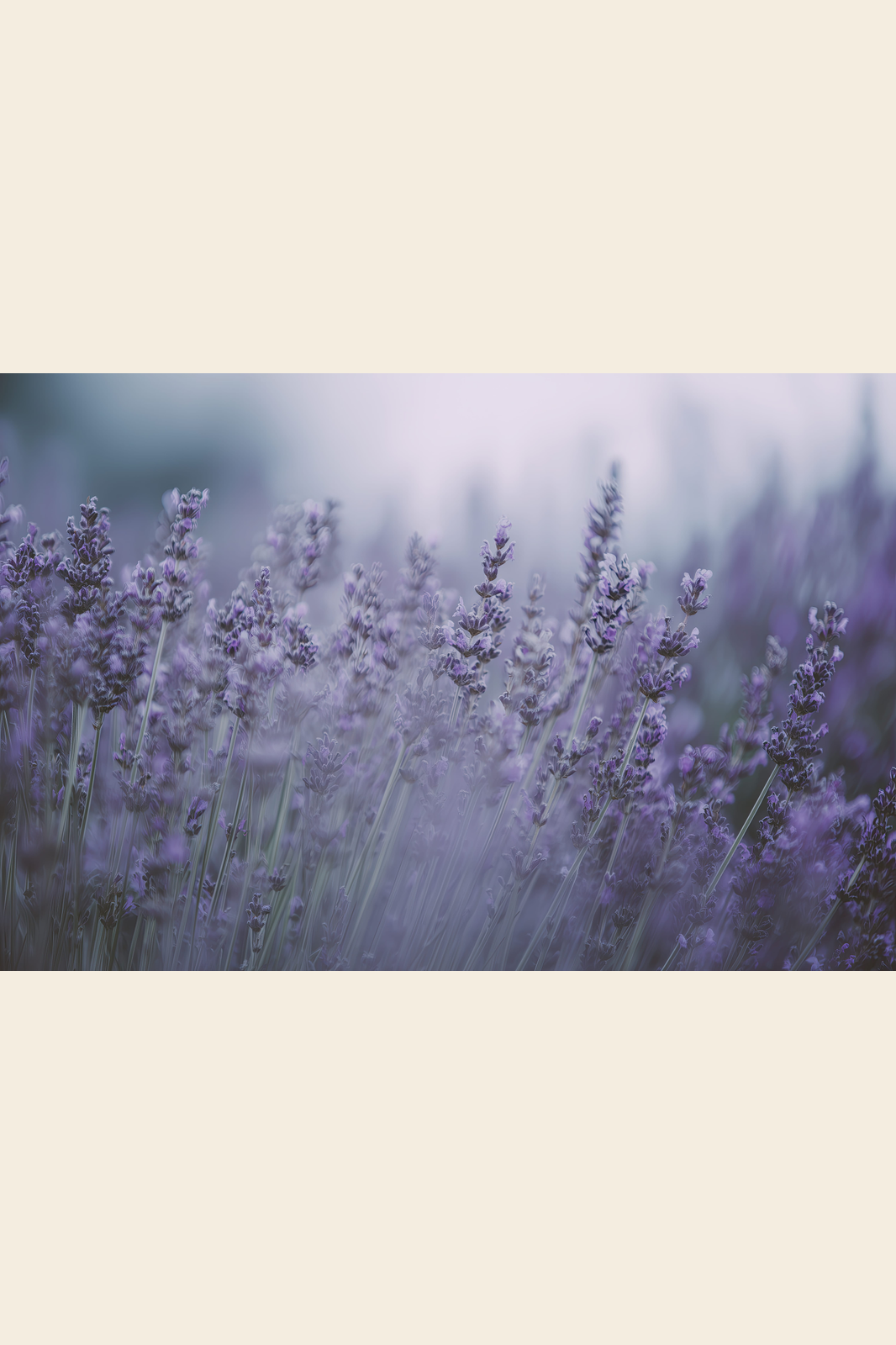 Lavender at Dusk print