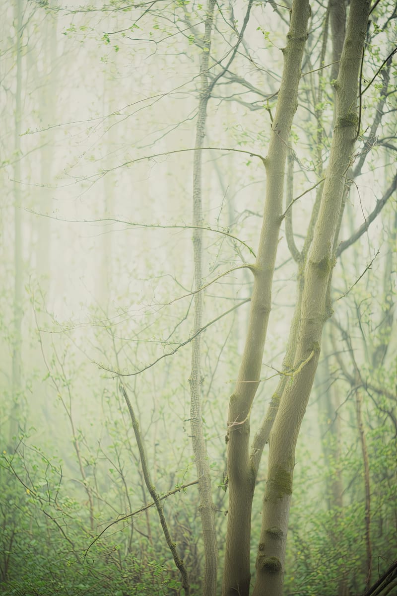 Spring Mist print