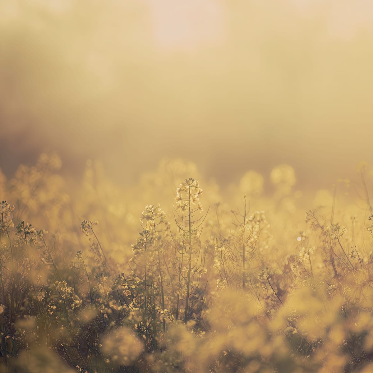 Meadow Mist II print