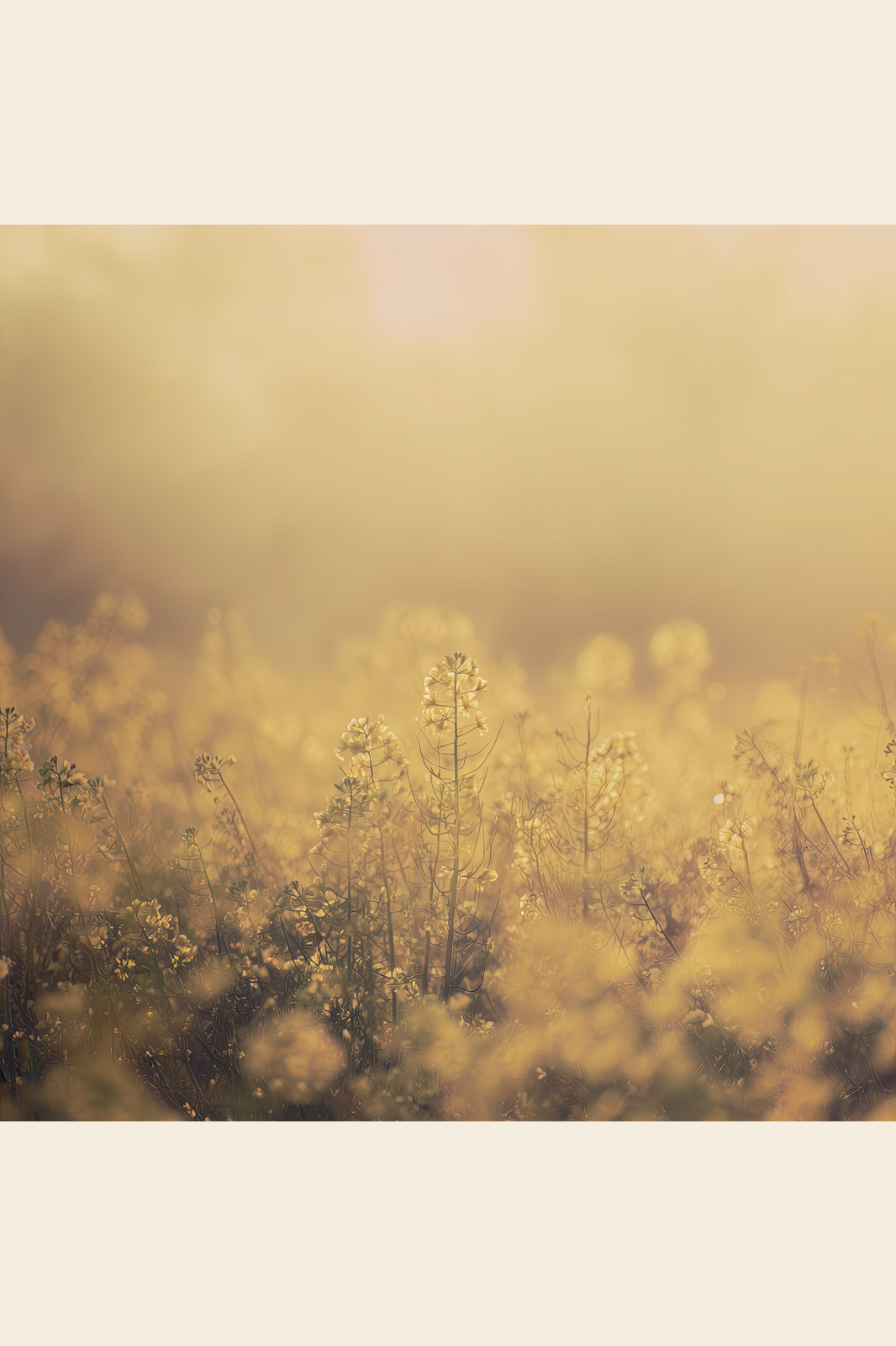 Meadow Mist II print
