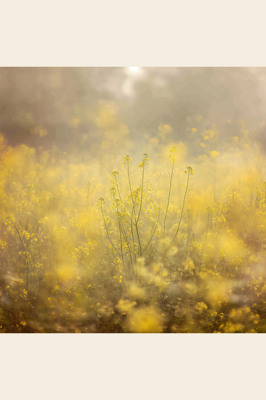 Meadow Mist I print