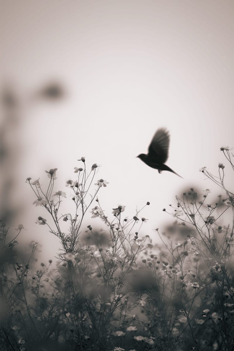 Bird over Meadow print