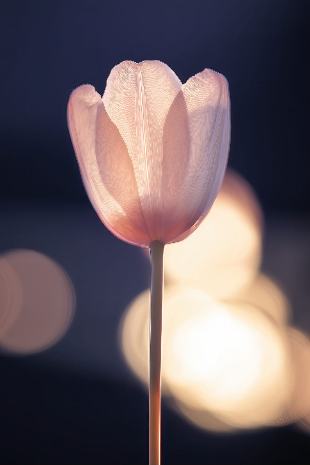Tulip at Nightfall print