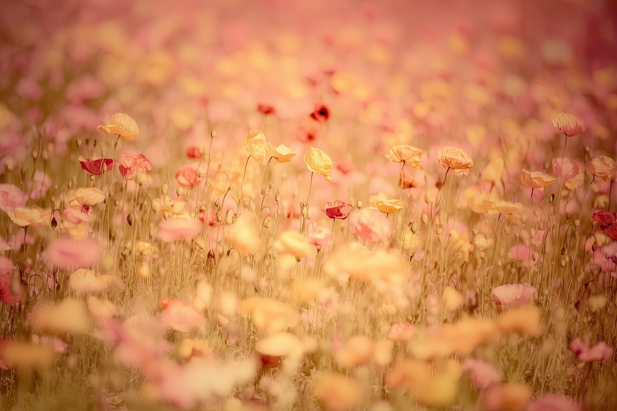 Poppy Haze print