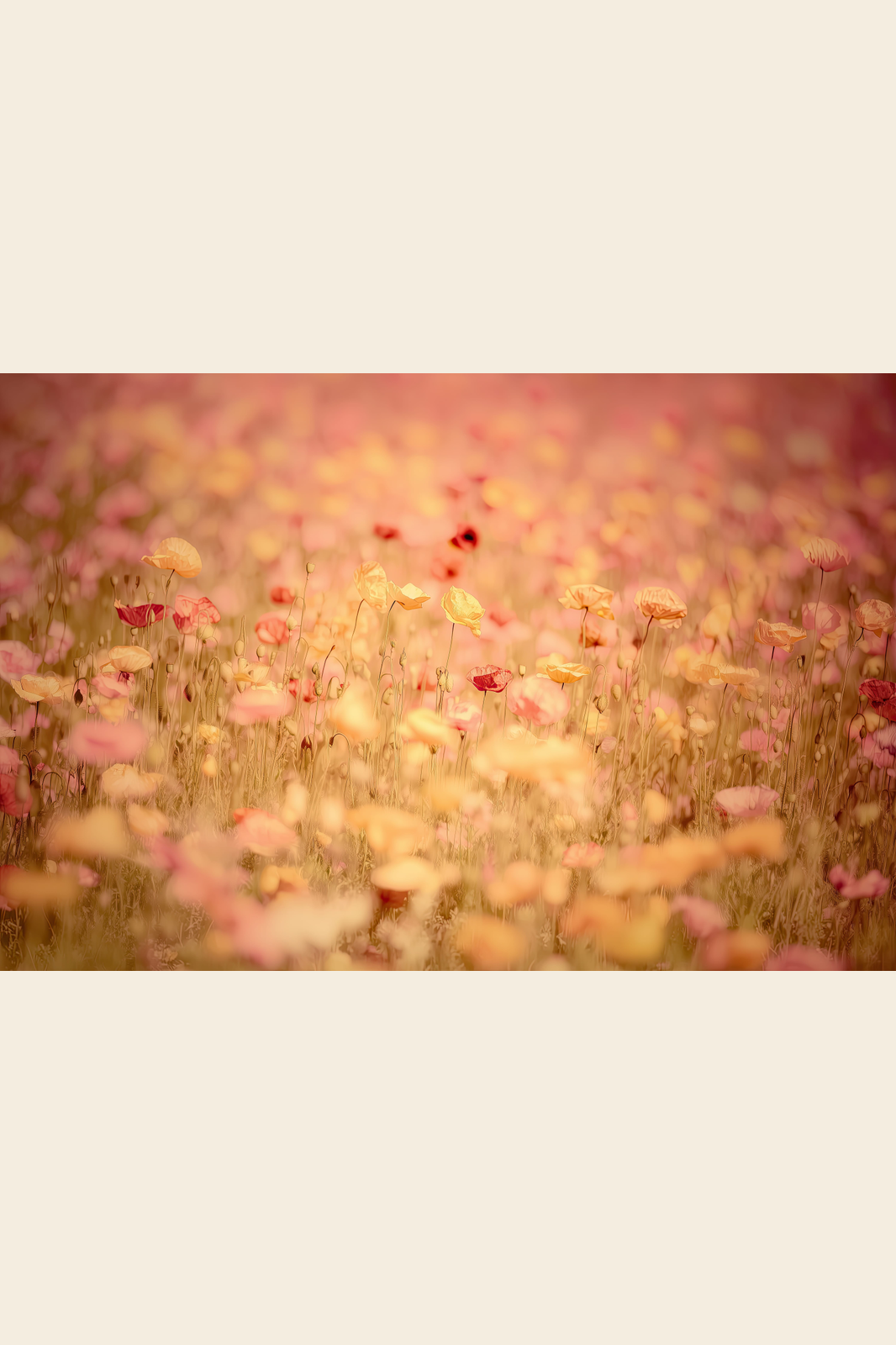 Poppy Haze print