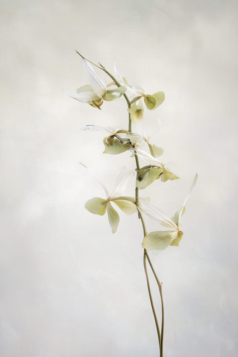 Pale Orchid print