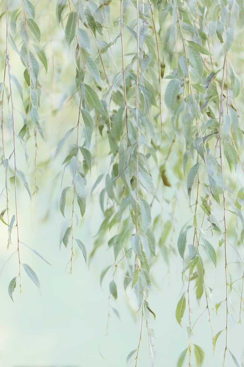 Willow Veil II print