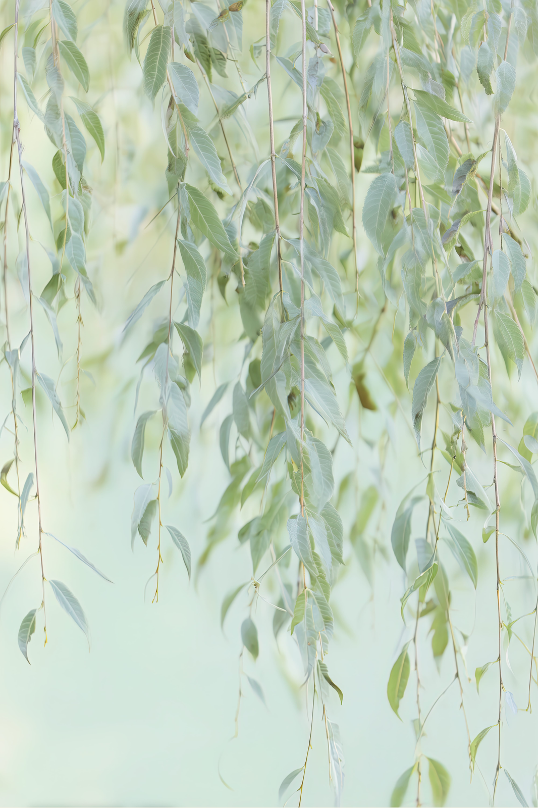 Willow Veil II print