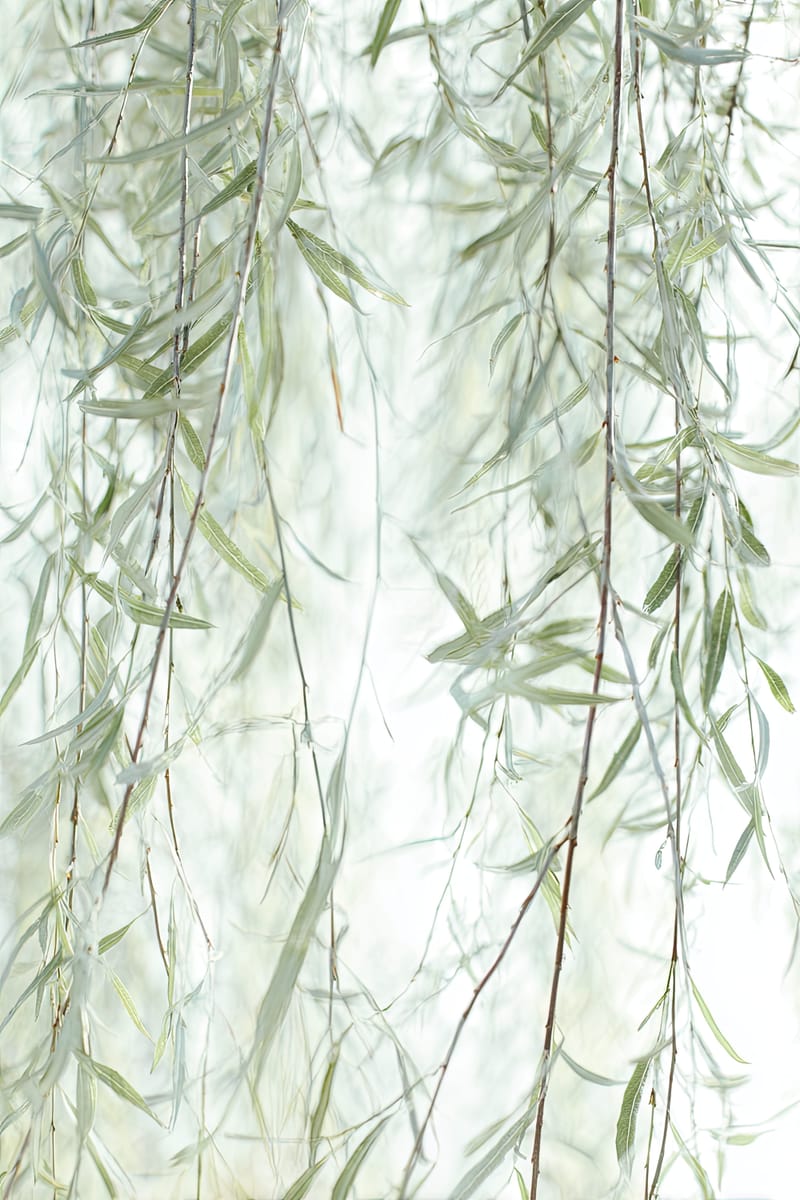 Willow Veil I print