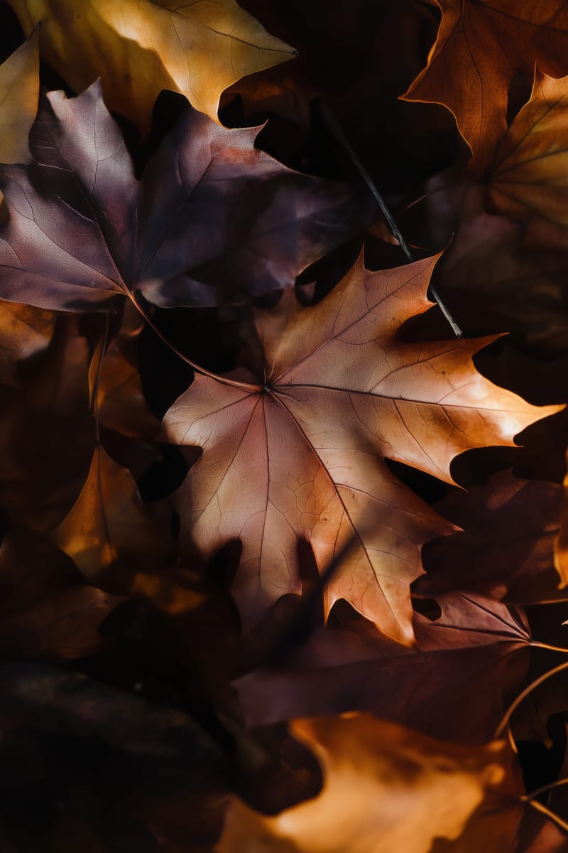 October Leaves print